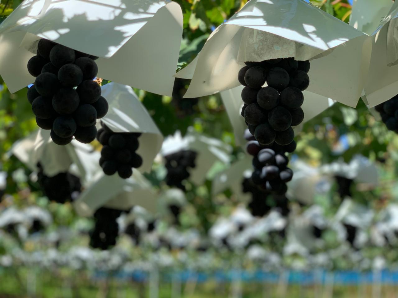  フルーツランド　白根グレープガーデン