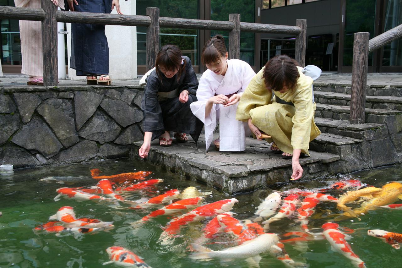  小千谷市　錦鯉の里
