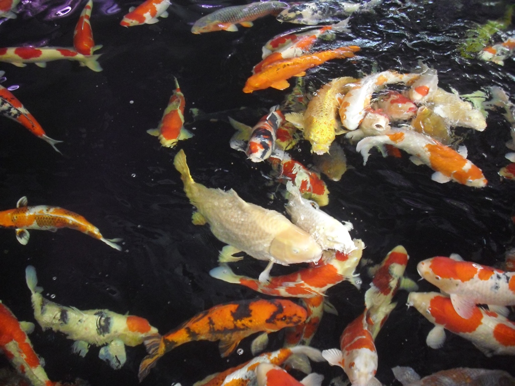  小千谷市　錦鯉の里